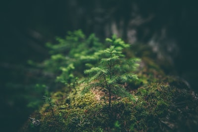 绿叶植物的选择性摄影